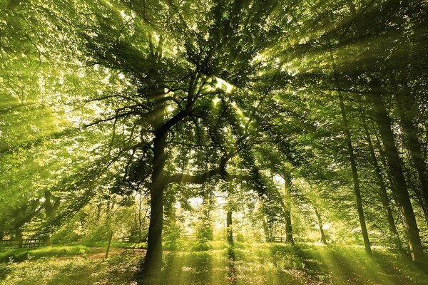 Paysage lumière brillante à travers les feuilles des arbres