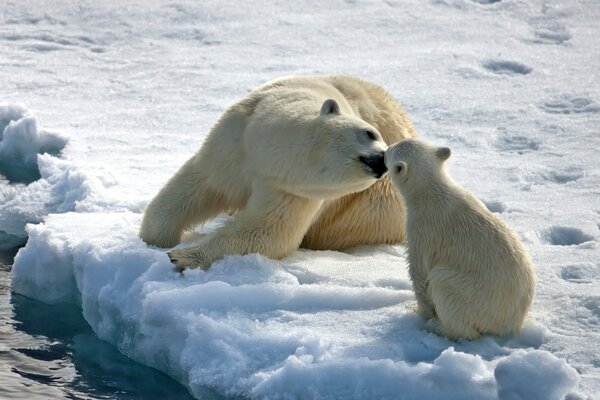 Ourse avec un ours sur la banquise en hiver