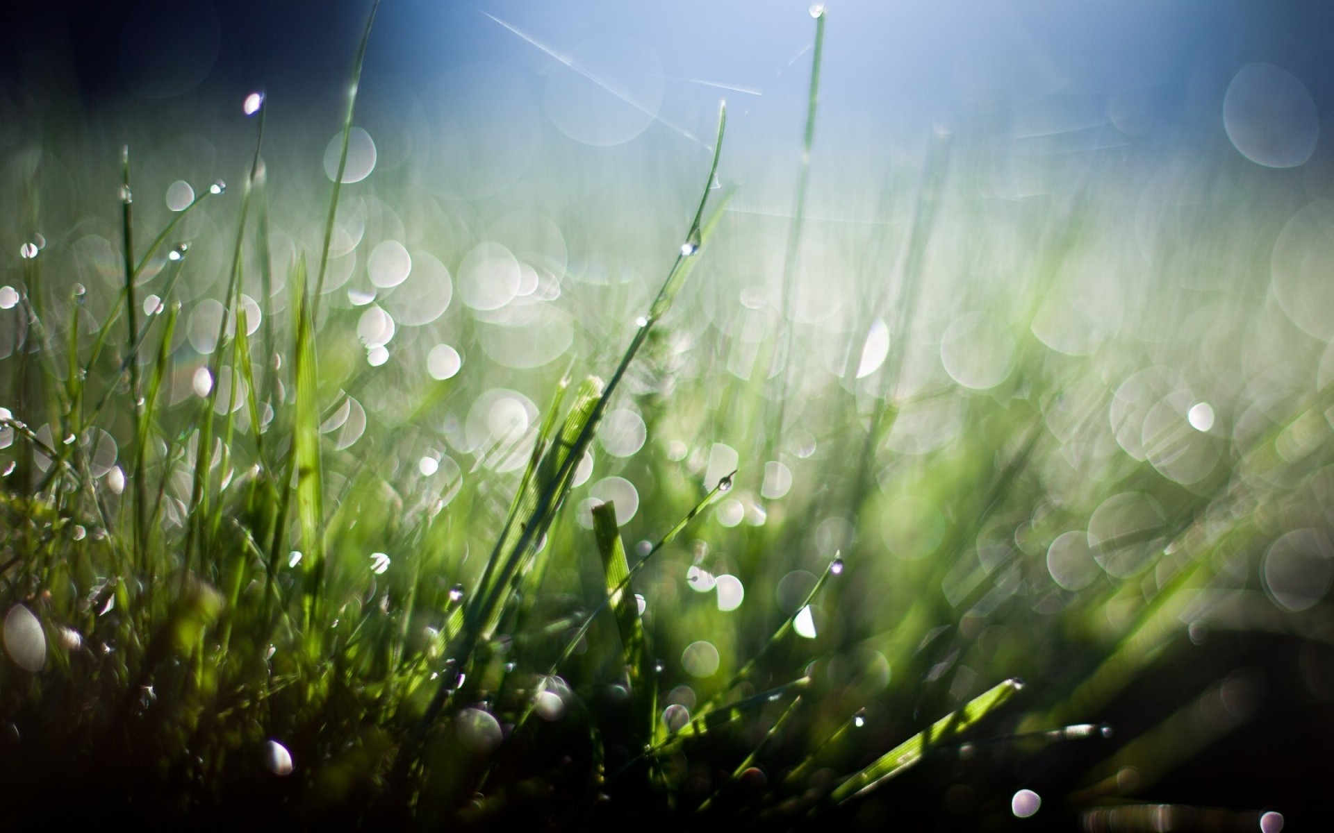 herbe pelouse rosée foin champ chute bureau flore aube jardin pluie nature soleil été couleur luxuriante lumineux beau temps flou fraîcheur