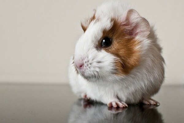 Portraits mignons d animaux de rongeurs