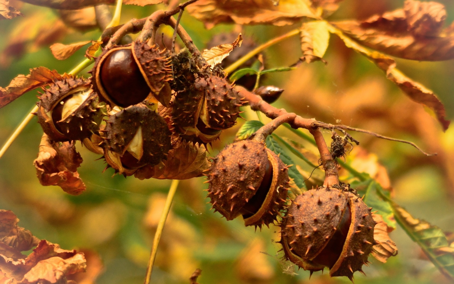 nature fruits automne feuille saison nourriture flore arbre gros plan branche écrou couleur à l extérieur bureau pâtisserie jardin
