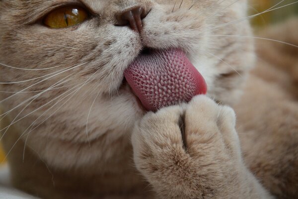 Mignon chat papier peint patte