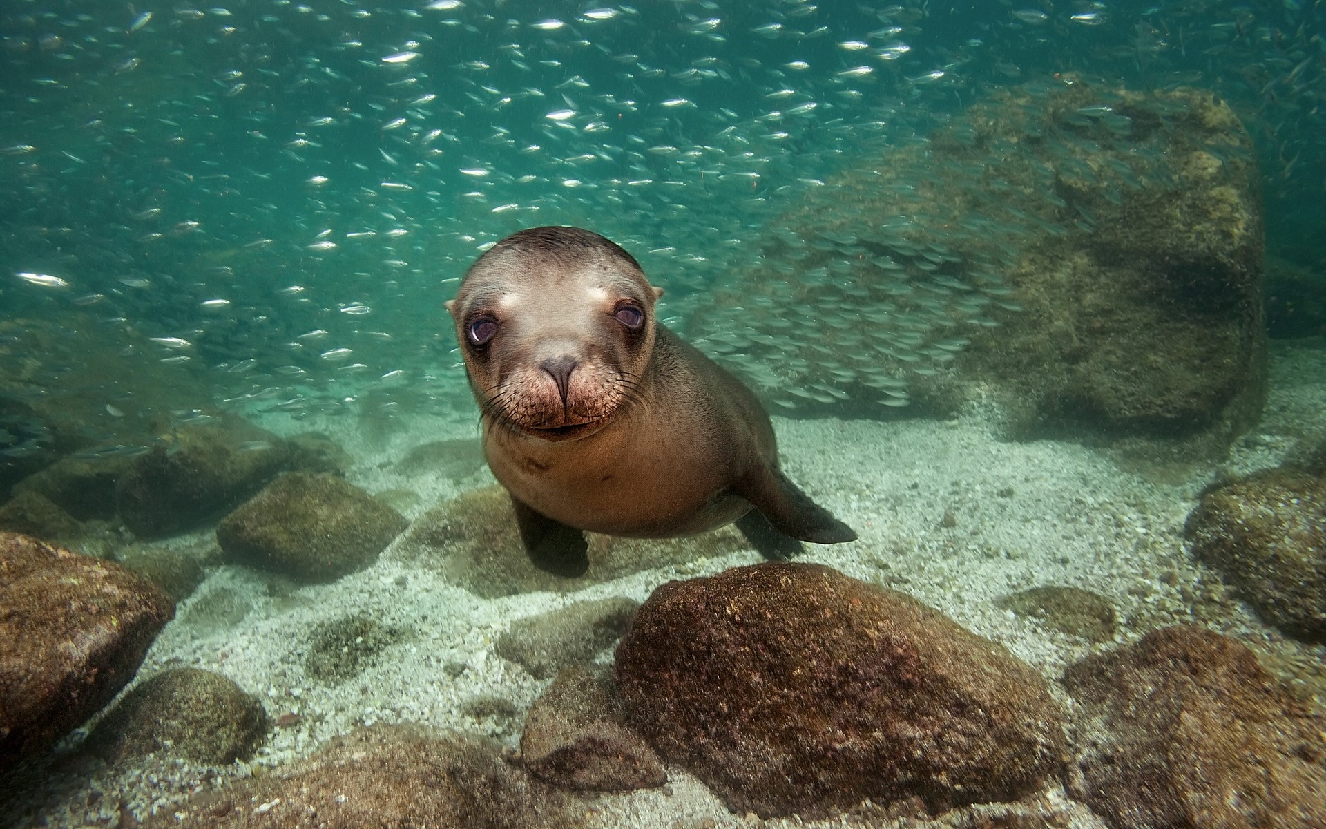 animaux sous-marin océan poissons natation mer eau marine faune plongée