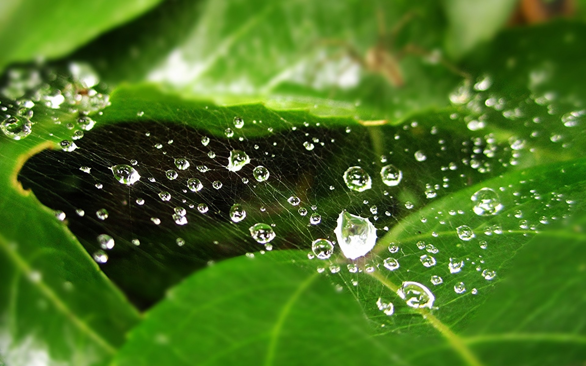 rosée pluie chute gouttes humide feuille gouttes flore eau pureté déversoir fraîcheur nature jardin croissance liquide rosée environnement à proximité gouttes d eau drew. web spider