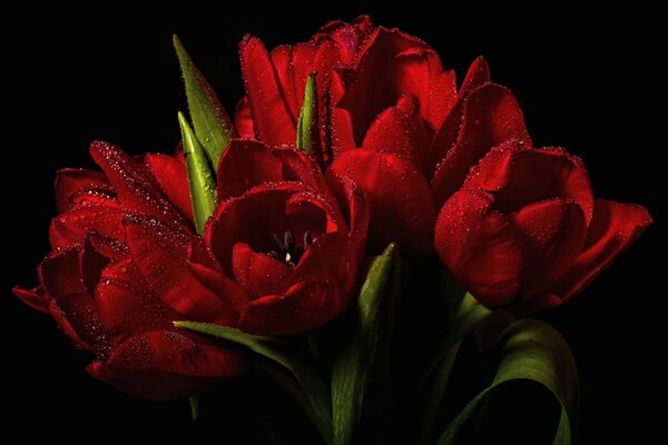 Tulipes de fleurs rouges sur fond noir