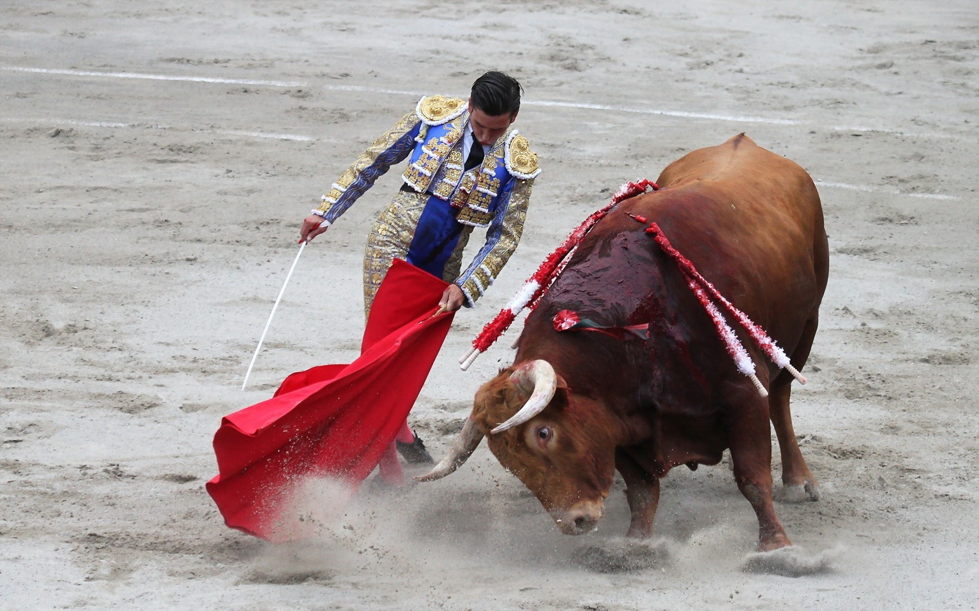 taureau torero concours bovins arènes courage sang stade animaux vivants homme action combattant combat festival sport