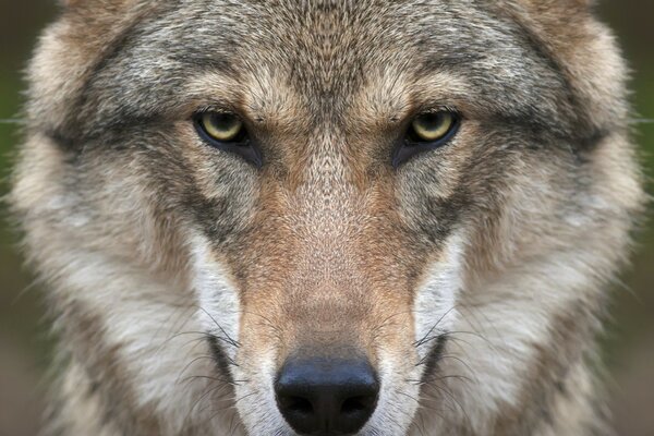 Loup dans la nature