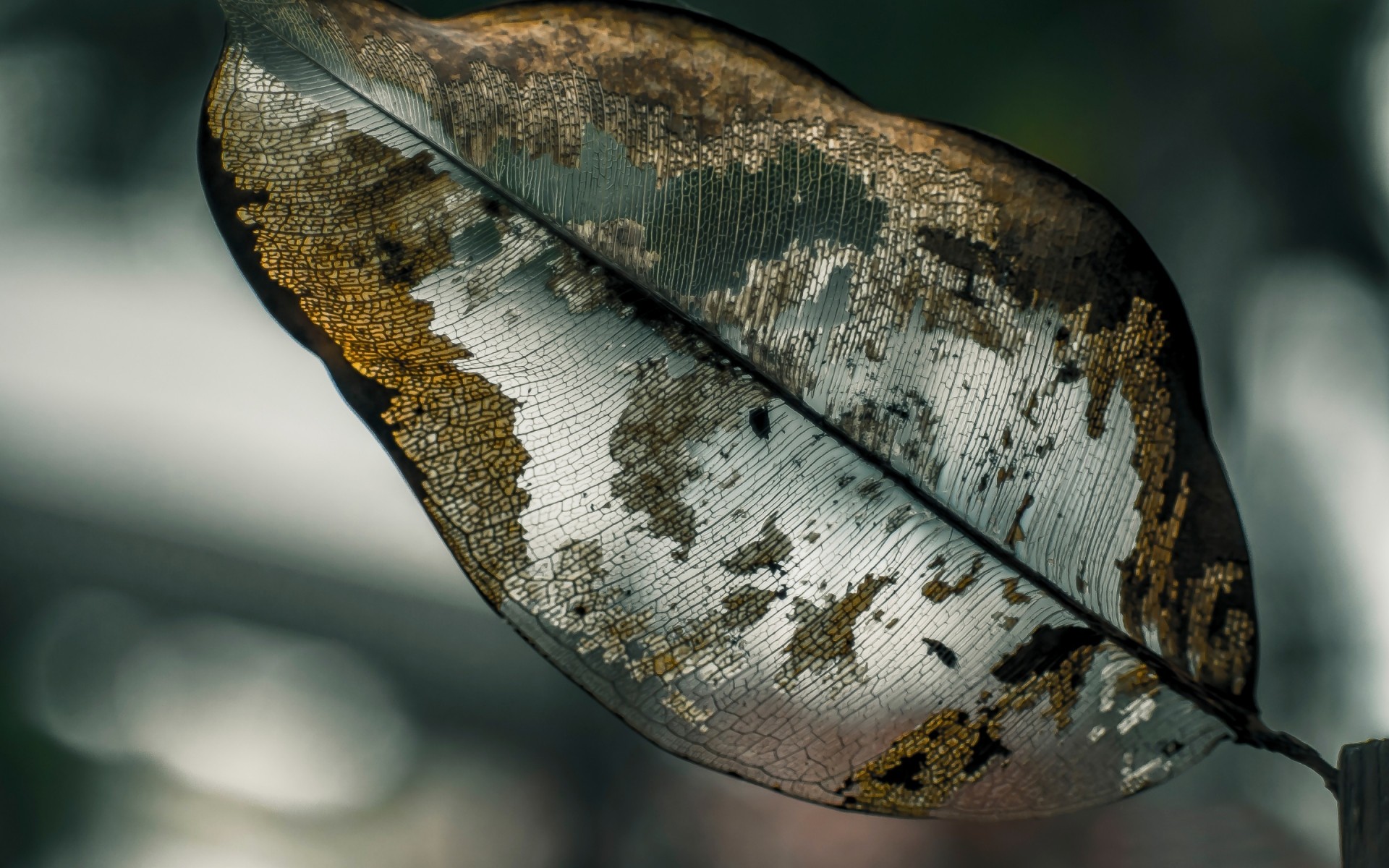 nature unique animal bureau feuille