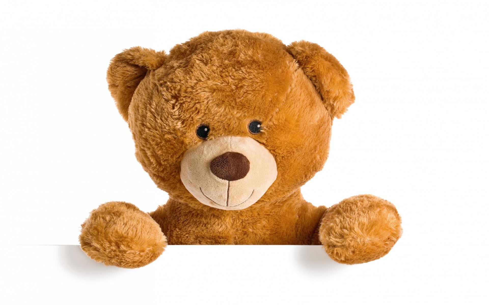 teddy isolé jouet mignon peu drôle fourrure studio vers le bas peluche animal bureau s asseoir chien adorable mammifère pâtisserie animal de compagnie ours ours en peluche
