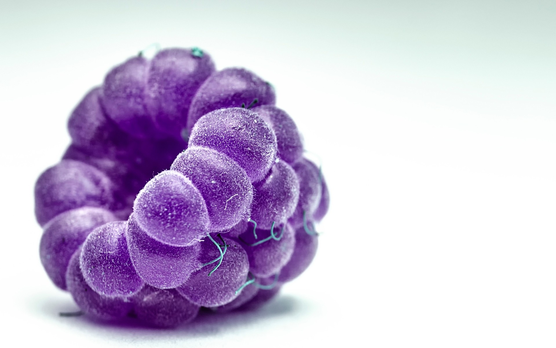 nature bureau gros plan couleur flore isolé framboise macro fruits baie