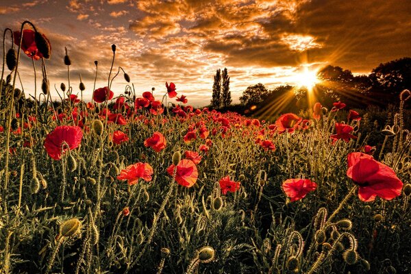Tapis de coquelicots écarlates sauvages à la lumière du coucher du soleil