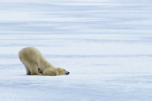 Ours en hiver neigeux sur glace