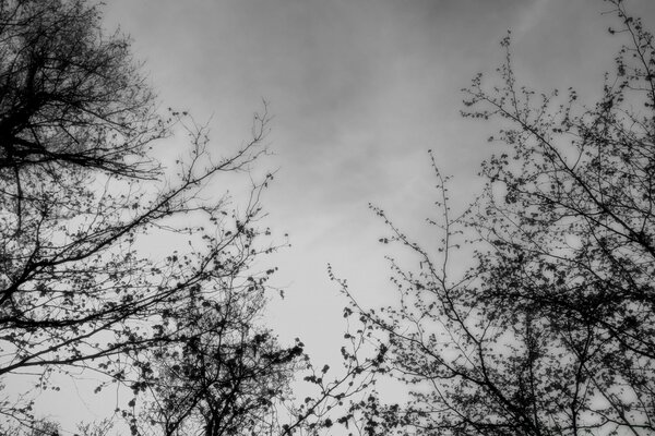 Branches d arbres noirs sur fond blanc
