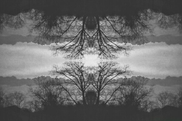 Arbres noirs et blancs reflètent dans la rivière