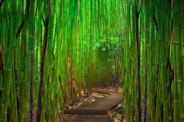Forêt verte de bambou naturel