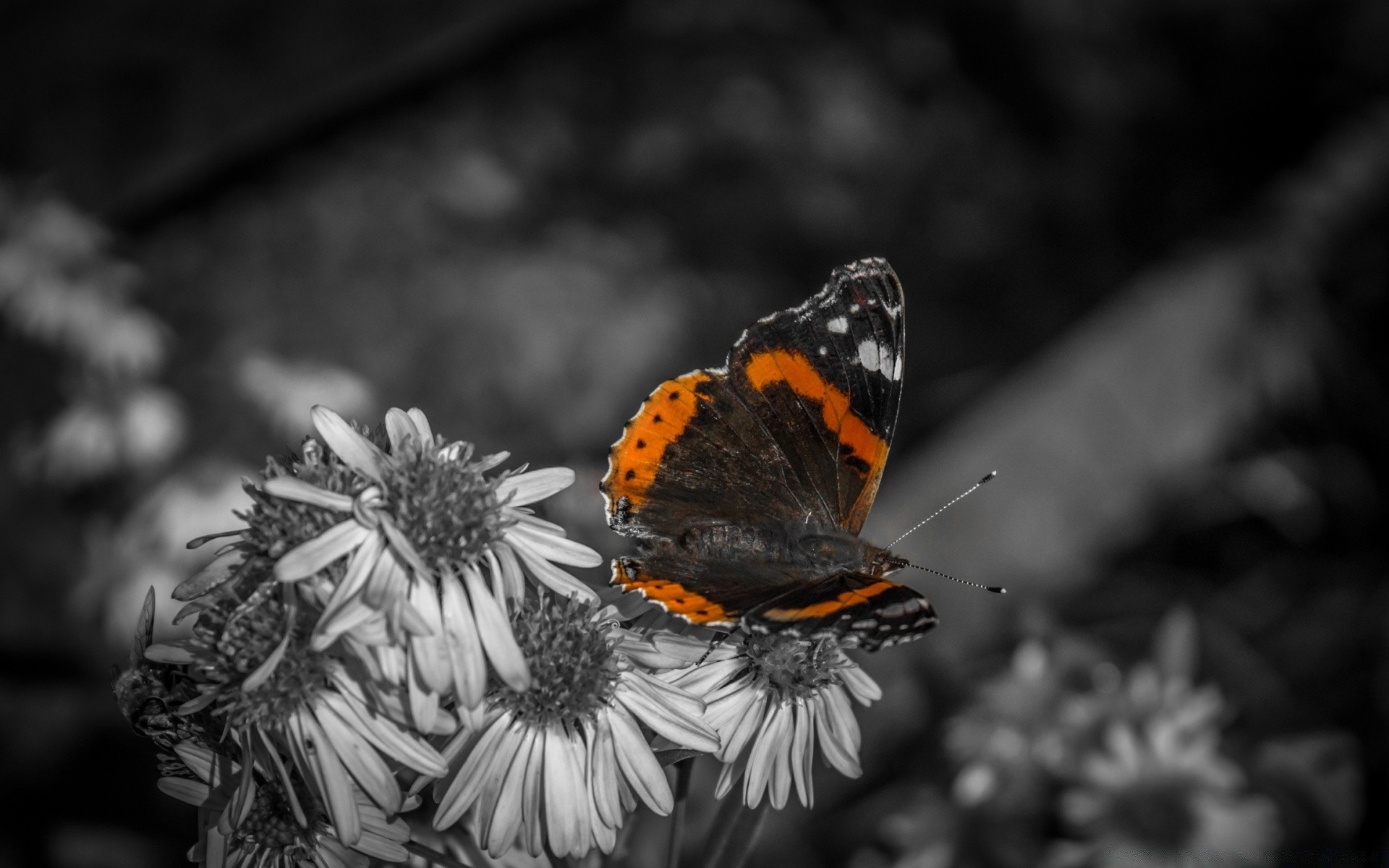 noir et blanc papillon insecte nature invertébrés à l extérieur la faune fleur