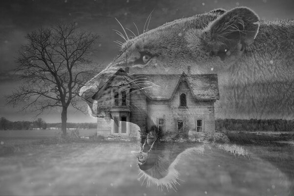 Photo noir et blanc représentant un Lynx d hiver sur fond de maison et arbre