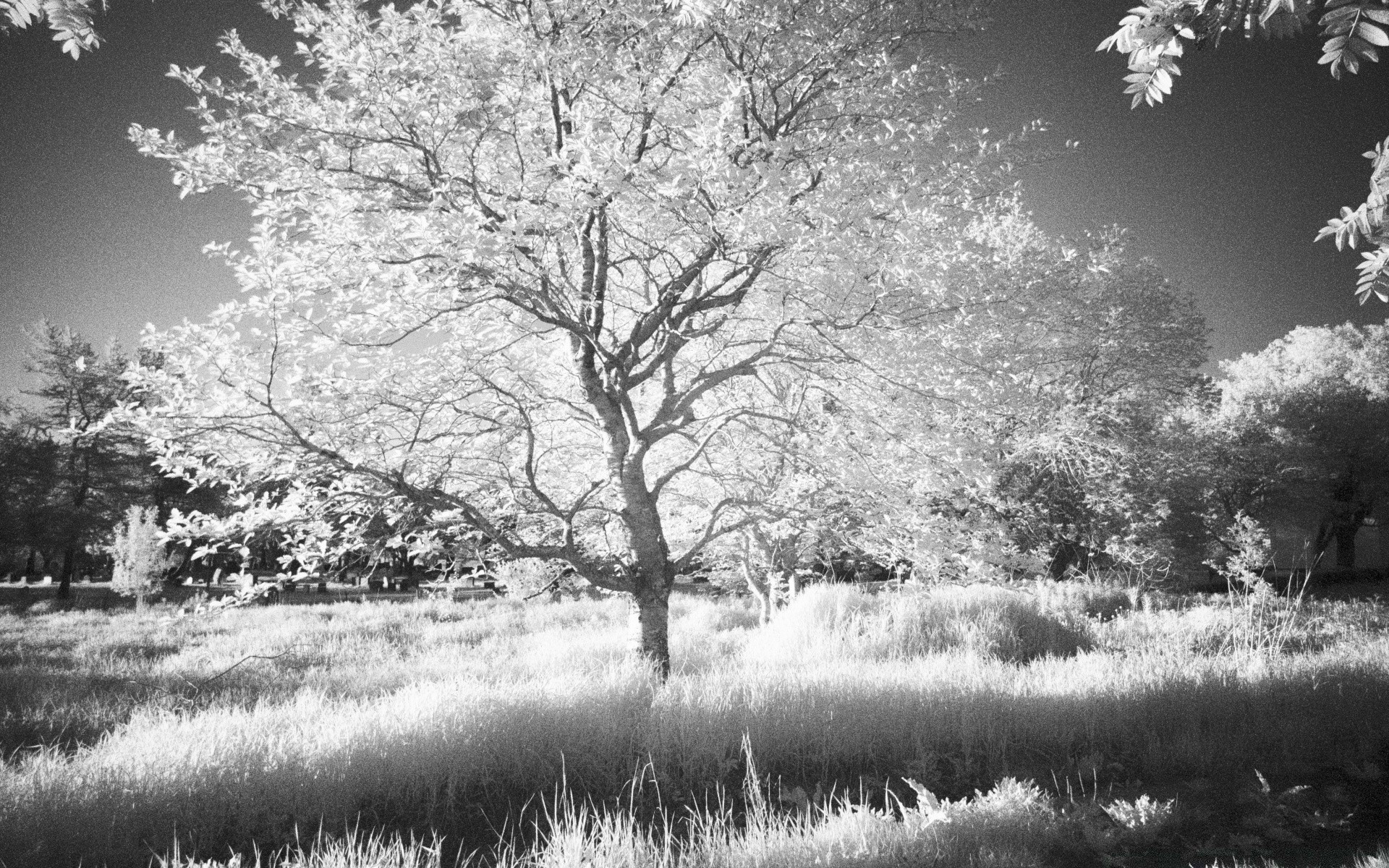noir et blanc arbre paysage saison nature parc scénique brouillard scène branche paysage bois infrarouge à l extérieur