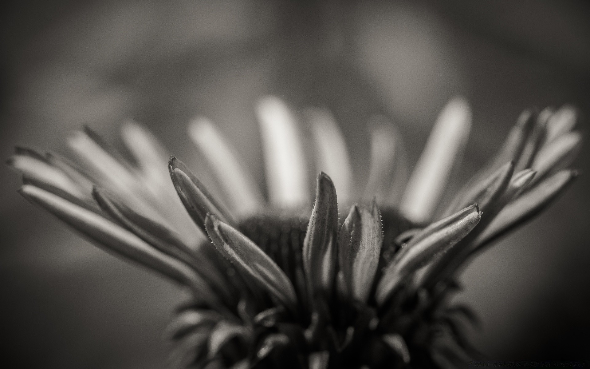 noir et blanc monochrome flou nature morte nature fleur dof hiver lumière unique feuille