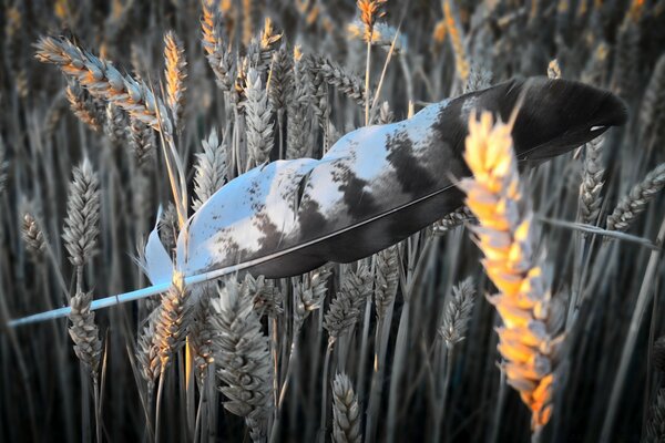 Plume d oiseau couché sur des épis de blé