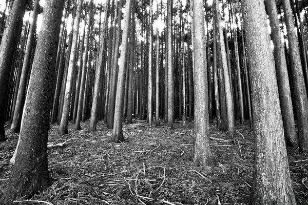 Fond des arbres dans la forêt photo avec effet