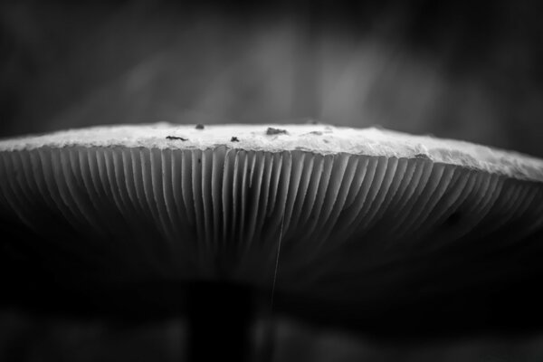 Macro tir chapeau champignon Monochrome
