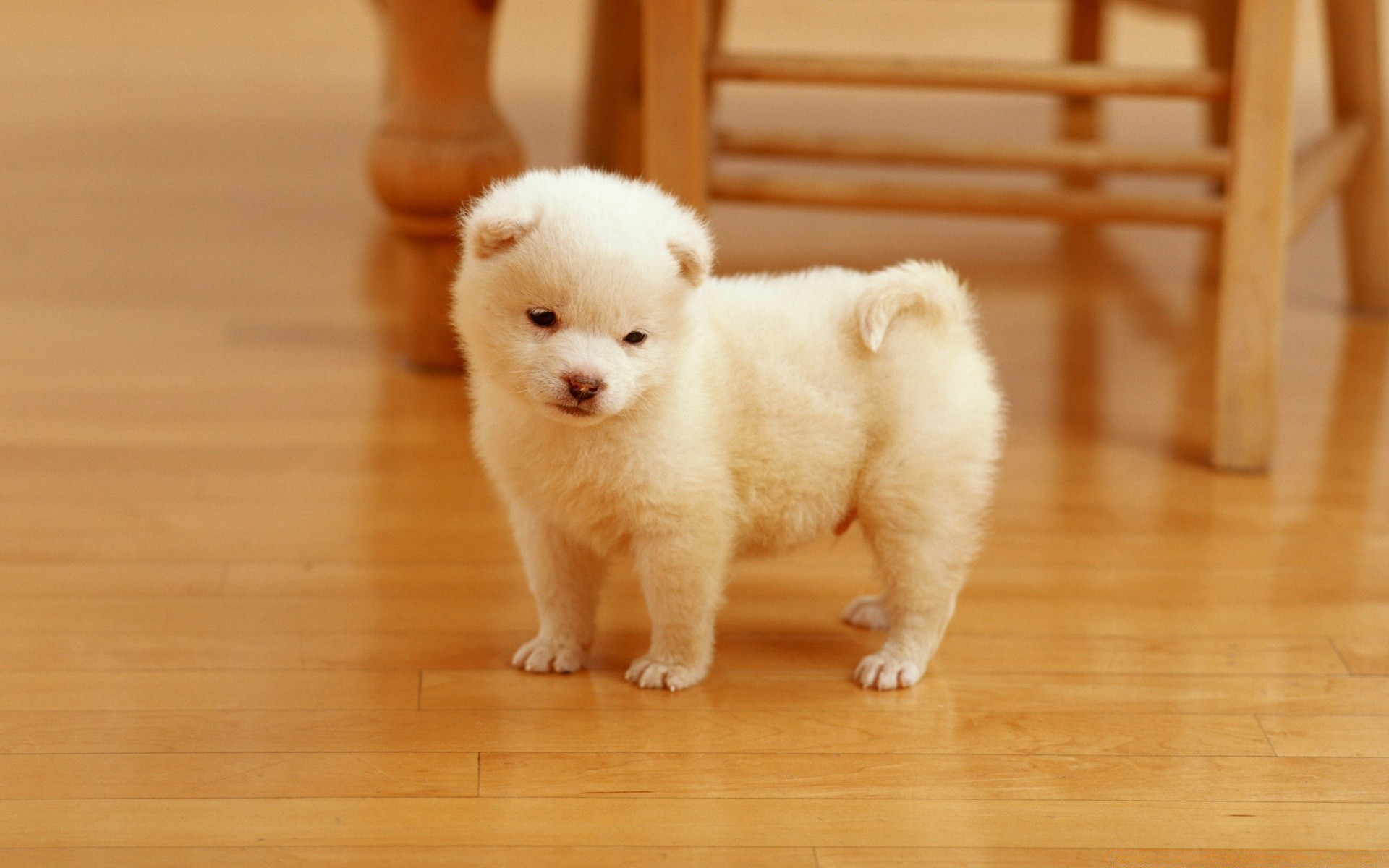 amoureux des animaux mammifère chien mignon enfant portrait chiot un animal de compagnie cynologue petit