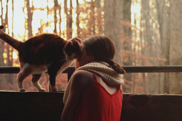 Chat ronronne avec une fille