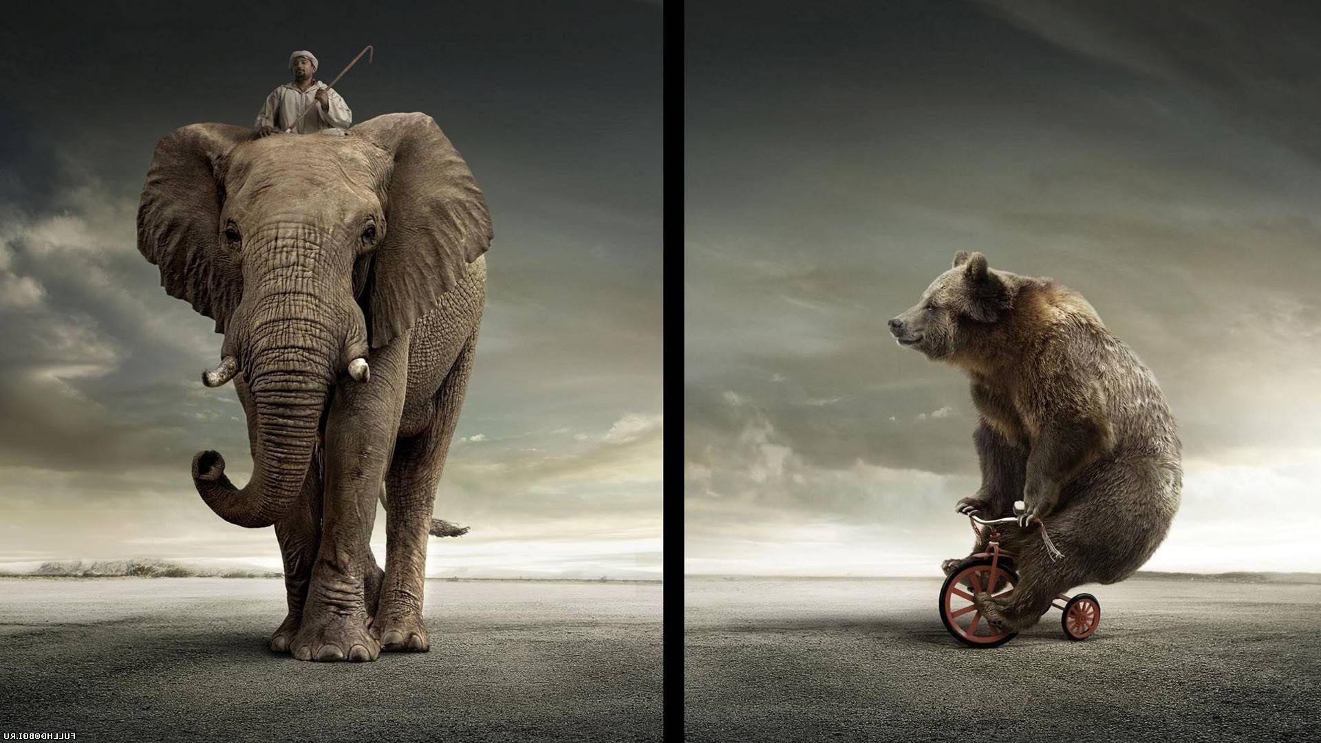 mammifère animal éléphant un faune deux portrait