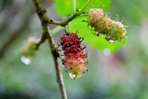 Branche d une plante avec des fruits colorés