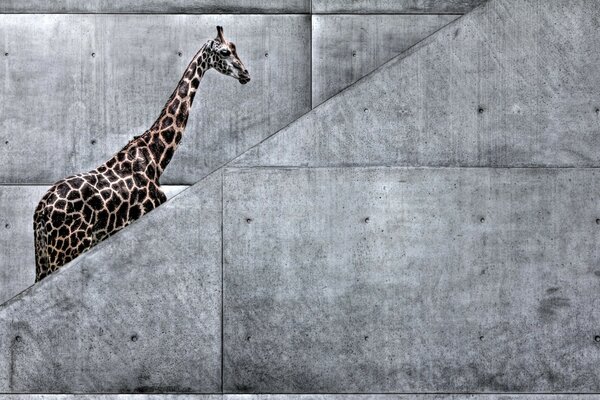 Girafe dans la texture des murs gris