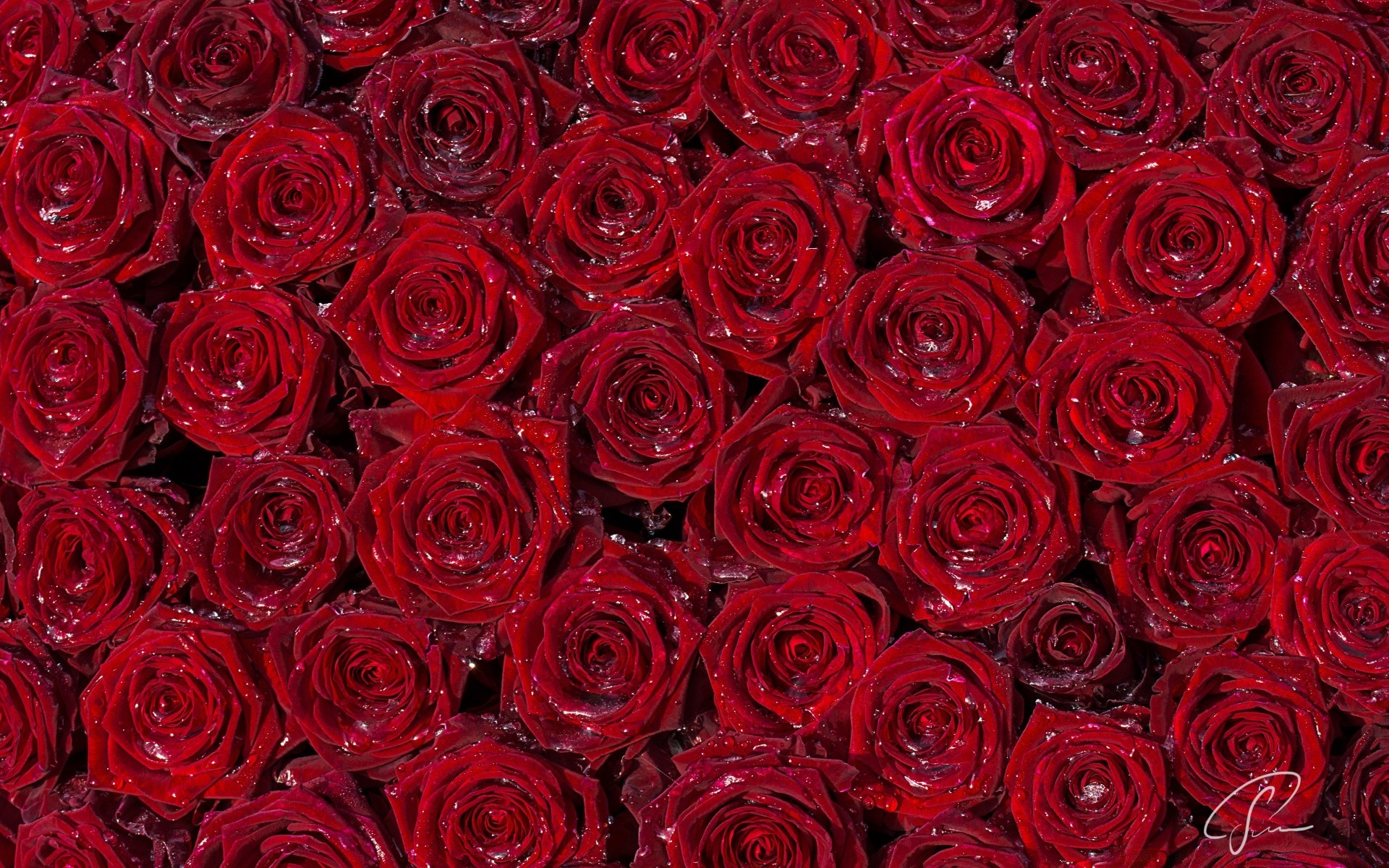 coeurs rose floral pétale bouquet fleur romance amour romantique cluster mariage bluming anniversaire cadeau mariage botanique flore copain élégant fleuriste rosée