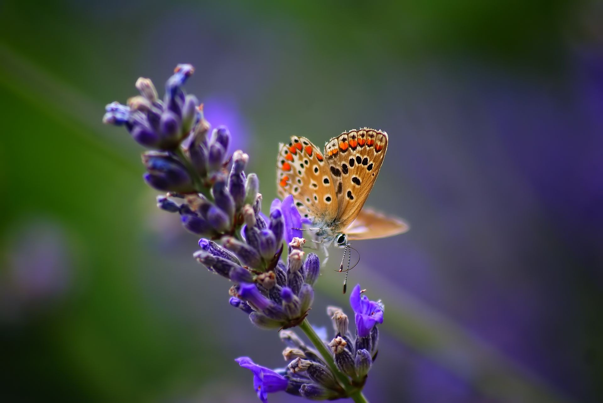 insectes papillon nature fleur insecte été flore à l extérieur feuille jardin lavande