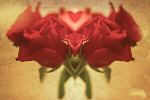 Fleur. Roses. Amour. Rouge