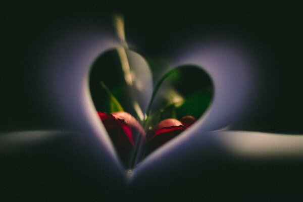 Fleur de vie coeur de vie