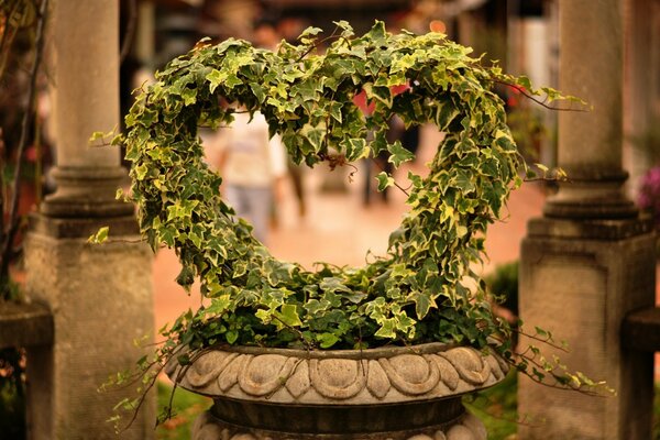 Fleur en forme de coeur