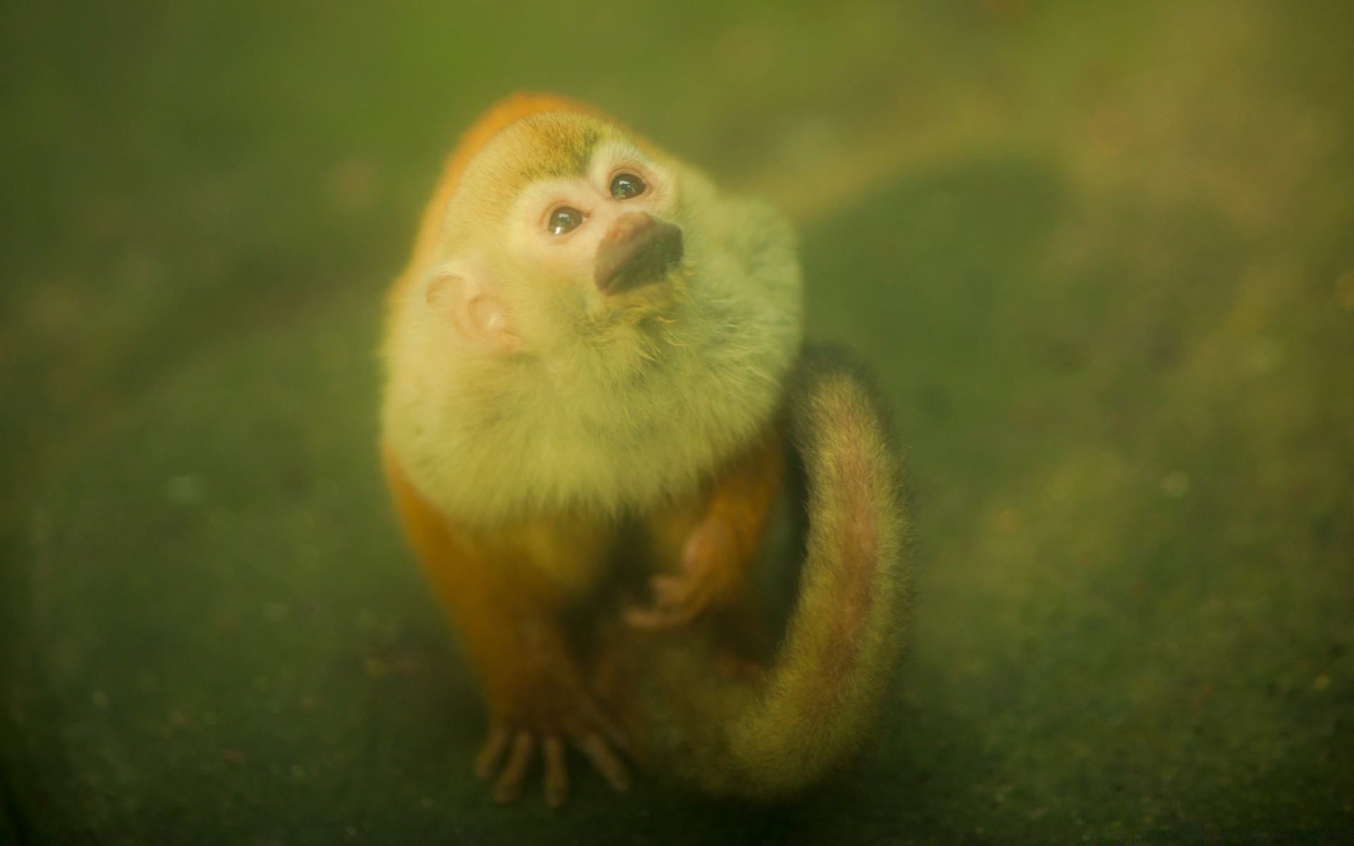 vintage faune mammifère unique nature animal zoo petit vue latérale singe à l extérieur