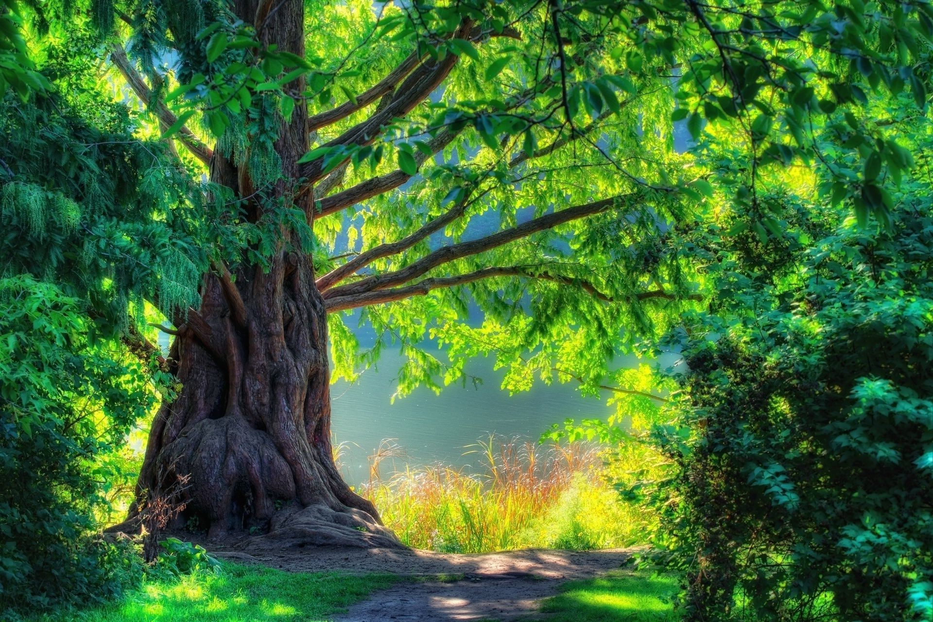 arbres bois bois nature paysage feuille à l extérieur parc flore scénique été environnement branche lumière du jour voyage tronc luxuriante aube beau temps