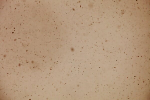 Points noirs sur fond beige