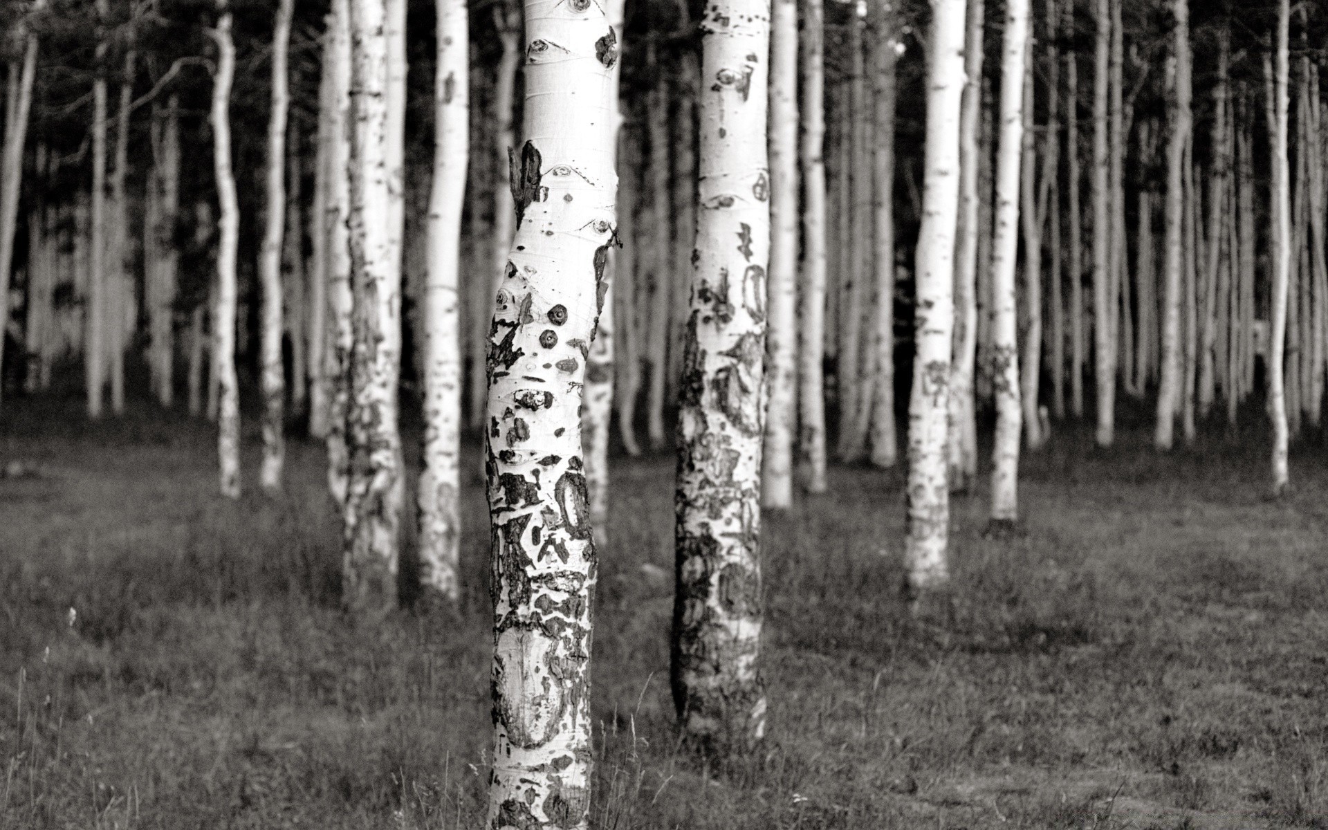 vintage bois bois nature paysage à l extérieur feuille branche