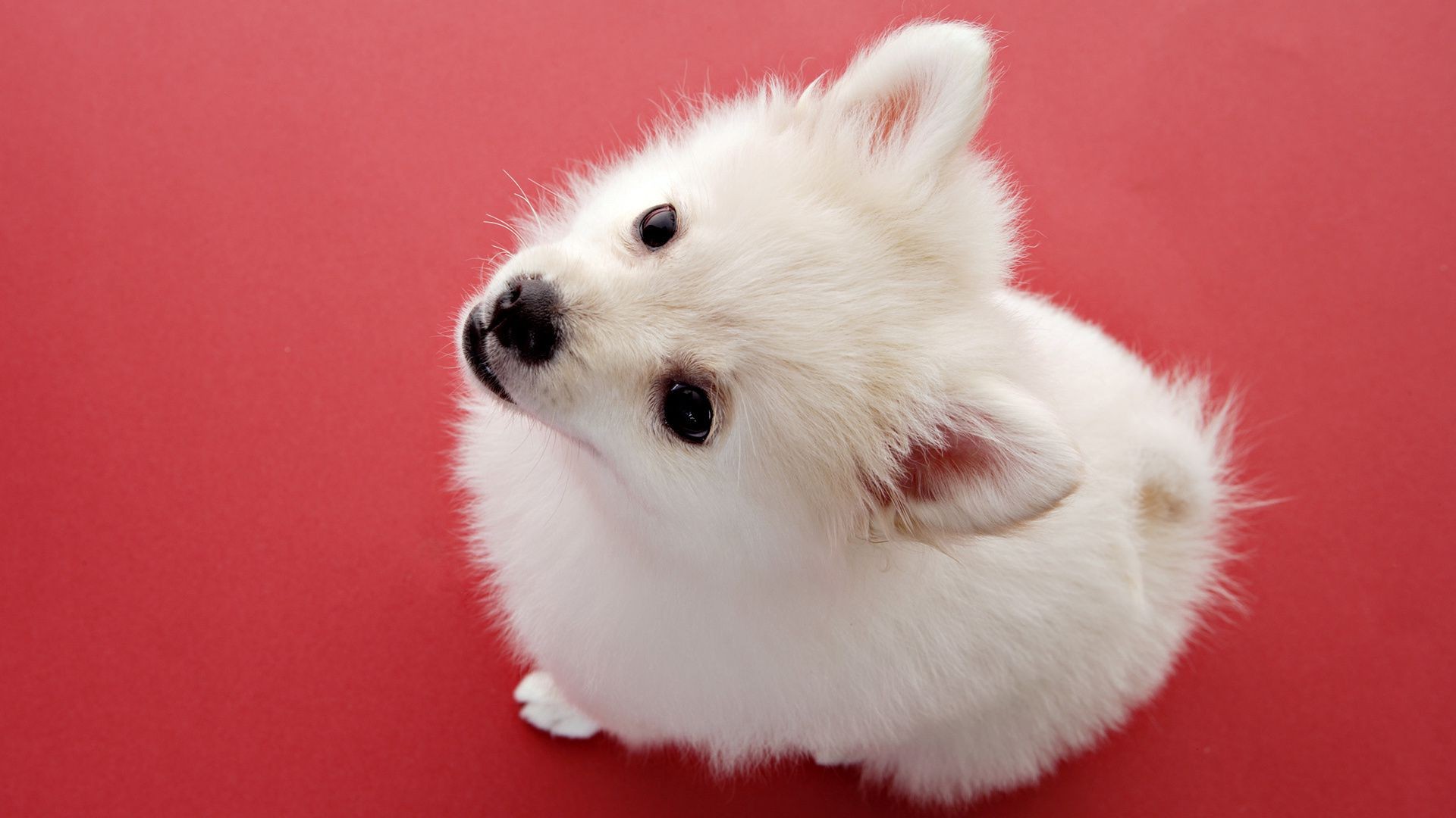 chien mammifère mignon fourrure petit vers le bas animal animal de compagnie portrait