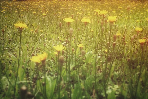 Plantes à fleurs dans une clairière d été