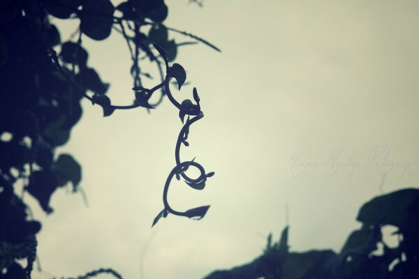 Silhouette d une plante à l extérieur