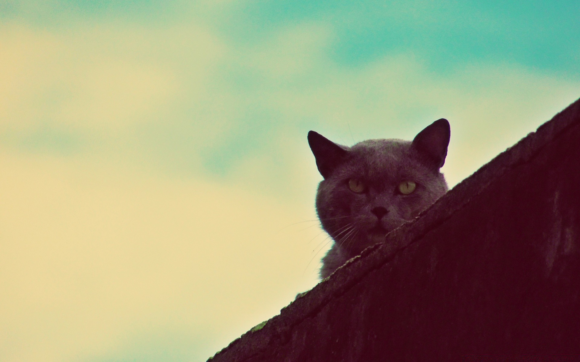 vintage mammifère chat animal unique portrait animal de compagnie nature à l extérieur oeil la faune