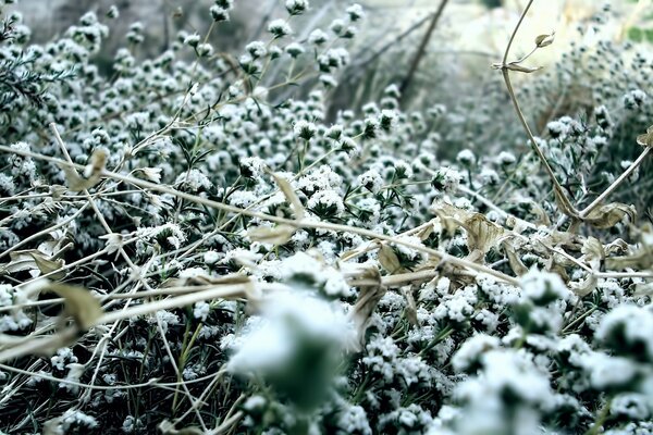 Hiver nature neige sur l herbe