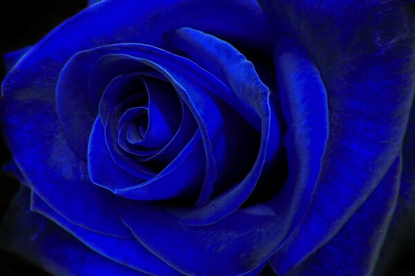 Rose romantique bleue pour cadeau
