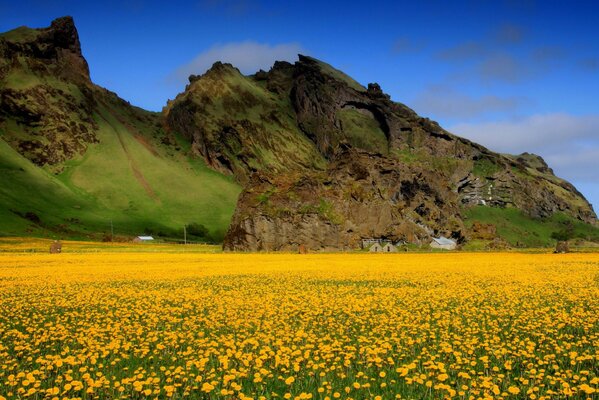 Champ avec des fleurs jaunes sur fond de montagnes vertes