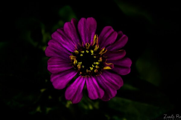 Fleur pourpre sur fond noir