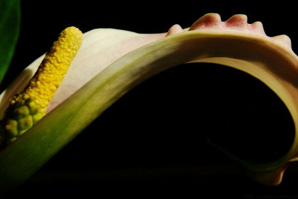 Fleurs sur fond noir
