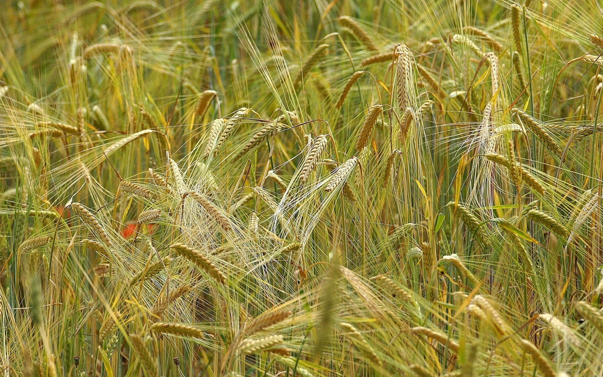 bokeh céréales rural blé pâturage paille champ récolte graines pain ferme or agriculture maïs croissance campagne pays été herbe nature